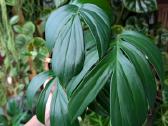Raphidophora decursiva - nuotraukos Nr. 2