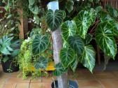 Philodendron verucosum - nuotraukos Nr. 2
