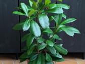 Ficus Amstel king - nuotraukos Nr. 2