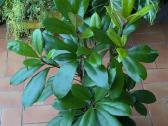Ficus Amstel king - nuotraukos Nr. 3