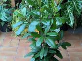 Ficus Amstel king - nuotraukos Nr. 4