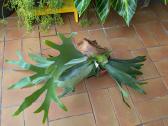 Platycerium elniaragis papartis - nuotraukos Nr. 4