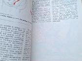 Knyga 1981m. Ar jau galvoji apie meilę? - nuotraukos Nr. 7