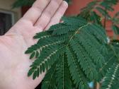 Leucaena leucocephala medis - nuotraukos Nr. 3
