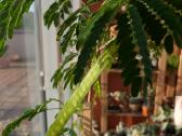Leucaena leucocephala medis - nuotraukos Nr. 5