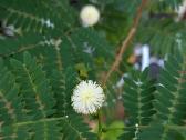 Leucaena leucocephala medis - nuotraukos Nr. 4