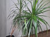 Dracena - nuotraukos Nr. 2