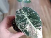 Alocasia Black Velvet Pink Variegated - nuotraukos Nr. 3