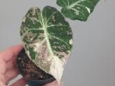 Alocasia Black Velvet Pink Variegated - nuotraukos Nr. 2