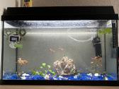 50l akvariumas su žuvytėmis ir krevėtemis - nuotraukos Nr. 3