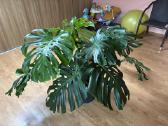 Monstera - nuotraukos Nr. 2