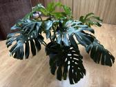 Monstera - nuotraukos Nr. 3