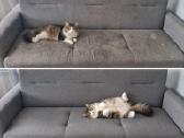 Baldų valymas - Kvapų šalinimas - nuotraukos Nr. 2