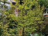 Metasequoja - nuotraukos Nr. 6