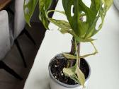 Monstera Adansonii Aurea Variegata - nuotraukos Nr. 2