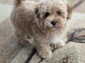 Maltipoo tik berniukai - nuotraukos Nr. 2