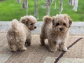 Maltipoo tik berniukai - nuotraukos Nr. 3
