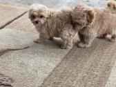 Maltipoo tik berniukai - nuotraukos Nr. 4
