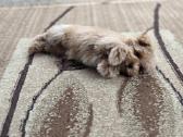 Maltipoo tik berniukai - nuotraukos Nr. 5