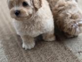 Maltipoo tik berniukai - nuotraukos Nr. 6