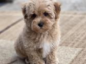 Maltipoo tik berniukai - nuotraukos Nr. 7