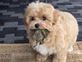 Maltipoo tik berniukai - nuotraukos Nr. 8