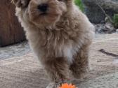 Maltipoo tik berniukai - nuotraukos Nr. 9