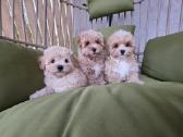 Maltipoo tik berniukai - nuotraukos Nr. 10
