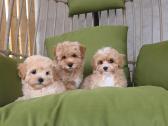 Maltipoo tik berniukai - nuotraukos Nr. 11