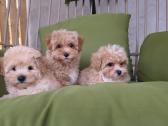 Maltipoo tik berniukai - nuotraukos Nr. 12