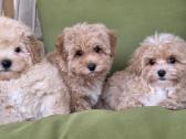 Maltipoo tik berniukai - nuotraukos Nr. 13