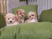 Maltipoo tik berniukai - nuotraukos Nr. 14