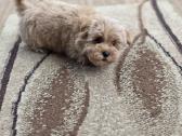 Maltipoo tik berniukai - nuotraukos Nr. 15