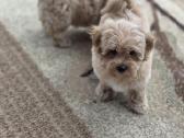Maltipoo tik berniukai - nuotraukos Nr. 16