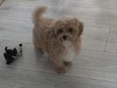 Maltipoo tik berniukai - nuotraukos Nr. 17