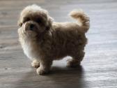 Maltipoo tik berniukai - nuotraukos Nr. 18