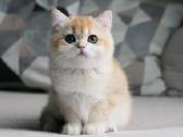 Sweet golden bri kitten - nuotraukos Nr. 2