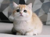 Sweet golden bri kitten - nuotraukos Nr. 3