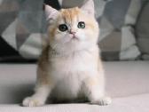 Sweet golden bri kitten - nuotraukos Nr. 4