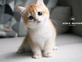 Sweet golden bri kitten - nuotraukos Nr. 5