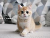 Sweet golden bri kitten - nuotraukos Nr. 6