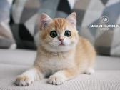 Sweet golden bri kitten - nuotraukos Nr. 7