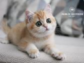 Sweet golden bri kitten - nuotraukos Nr. 8
