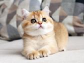Sweet golden bri kitten - nuotraukos Nr. 9