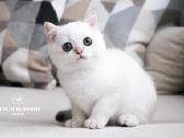 Sweet golden bri kitten - nuotraukos Nr. 10