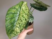 Alocasia Dragon Scale Mint Variegated - nuotraukos Nr. 2