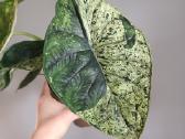 Alocasia Dragon Scale Mint Variegated - nuotraukos Nr. 3