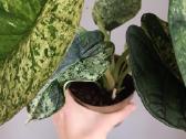Alocasia Dragon Scale Mint Variegated - nuotraukos Nr. 4