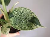 Alocasia Dragon Scale Mint Variegated - nuotraukos Nr. 5