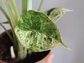 Alocasia Dragon Scale Mint Variegated - nuotraukos Nr. 6